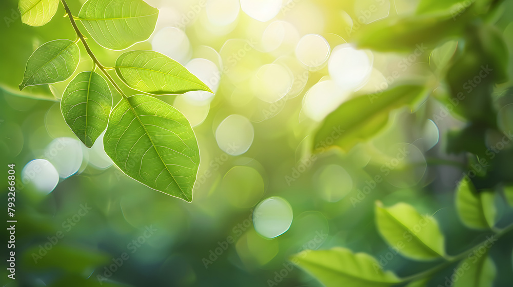 Poster green leaf for nature on blurred background with beautiful bokeh and copy space for text.