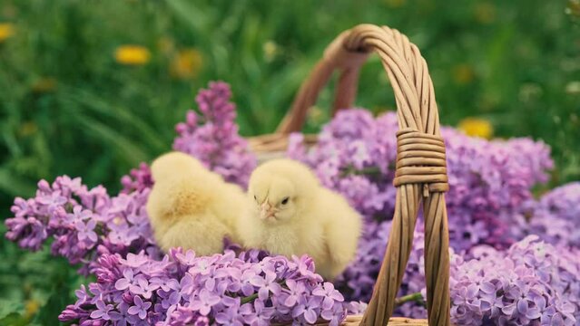 Cute little yellow chickens sitting in wicker basket with lilac flowers. Easter.