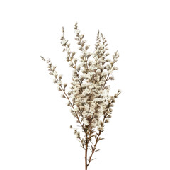 A white heather standing out against a transparent background