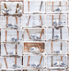 seagulls in arranged breeding boxes