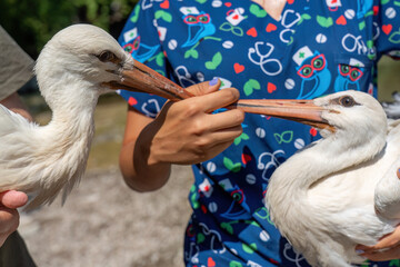 A treated stork will be released into the wild.