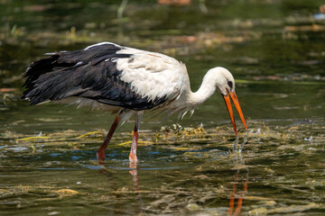 A white stork feeding in the wetlands