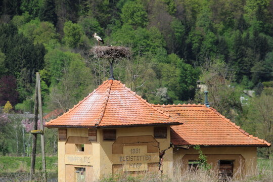 Storch im Bleist&auml;tter Moor