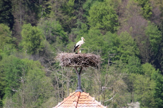 Storch im Bleist&auml;tter Moor
