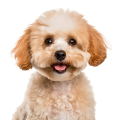 A cute poodle dog isolated on a white background