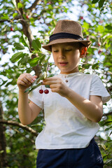 Little blond boy picking cherries in the garden. Summer harvest of fruits