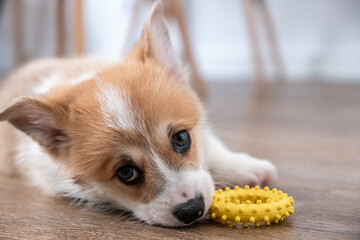 adorable little puppy corgi
