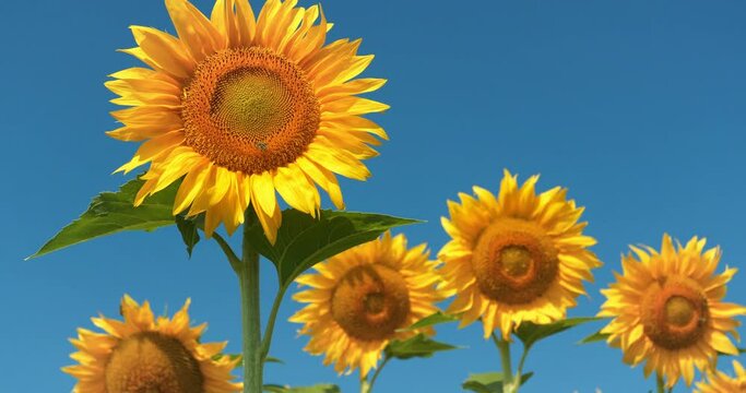 Beautiful family of sunflowers on the field. Bees picks blossom pollen from sunflowers, products nectar and honey. Cinema 4K 60fps tilt view video