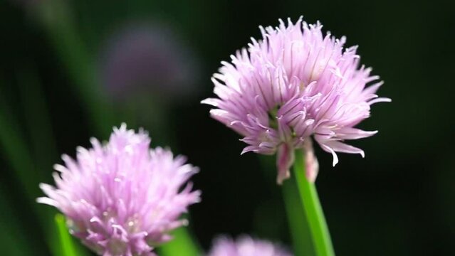 Chives in bloom with purple violet flowers isolated on black.