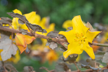 Close up of flowers on a flannel bush (fremontodendron californicum)