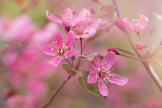 pink blossom - spring 