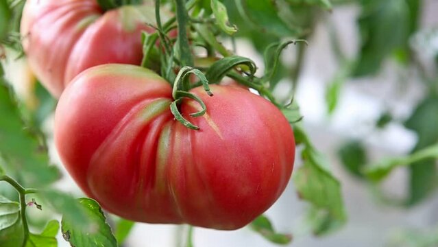 Large red beefsteak tomatoes in the home garden .