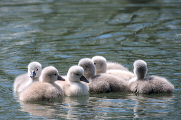Obraz premium some very tiny swan fledglings close up in the water