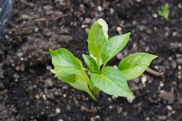 Bell pepper plant growing in soil.
