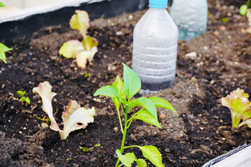 Bell pepper plant in urban garden growing in spring.
