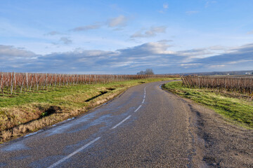 Fototapeta premium Alsace, December: view of Vineyards at Chateau de Kaysersberg