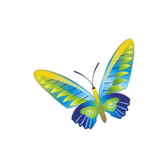 Butterfly  Collection Illustration