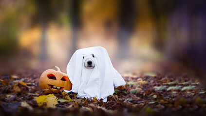 Welsh Corgi Pembroke wearing a ghost posing next to the pumpkin in the autumnal forest. Festive...