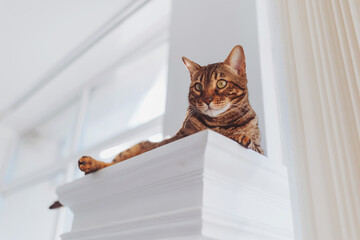 Ginger bengal cat sitting on windowsill in the morning. Pet relaxing, enjoying sun light. Pet care.