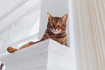 Ginger bengal cat sitting on windowsill in the morning. Pet relaxing, enjoying sun light. Pet care.