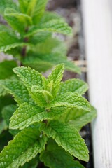 Mint plant leaves close up in urban garden growing in spring.
