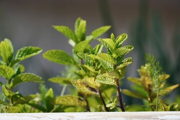 Mint plant leaves close up in urban garden growing in spring.
