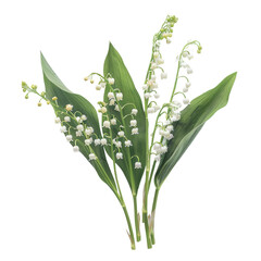 A stunning image of lily of the valley flowers set against a sleek clear background beautifully isolated on transparent background