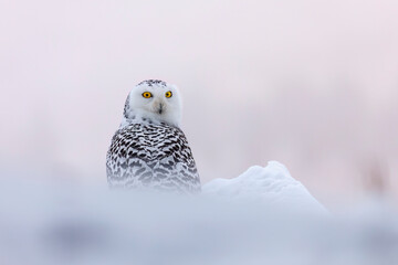 Owl at frosty sunrise. Snowy owl, Bubo scandiacus, perched in snow. Arctic owl looking over...