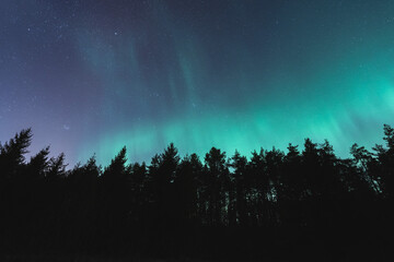 Northern lights over the forest, night scene of Estonian nature.