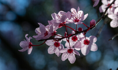 Detail of pink red plum flowers blooming in sunrise light