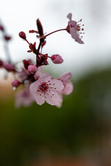 Detail of pink red plum flowers blooming in sunrise light