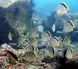 Costa Rica sea life