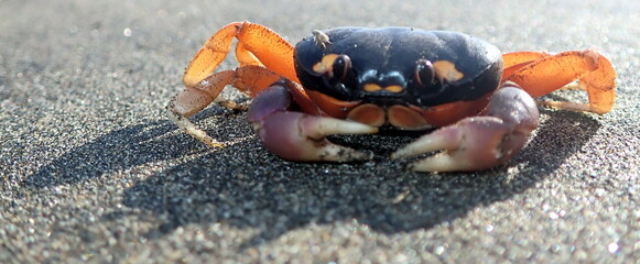 Costa Rica sea life