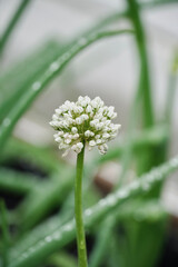 Close up to flower onion seeds in the selective approach.
