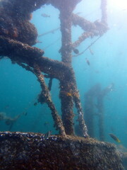 Costa Rica sea life
