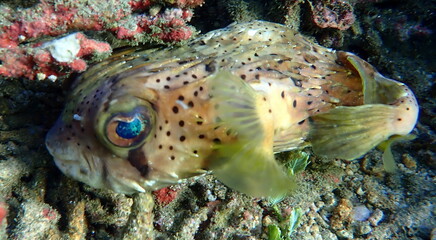 Costa Rica sea life © Brian