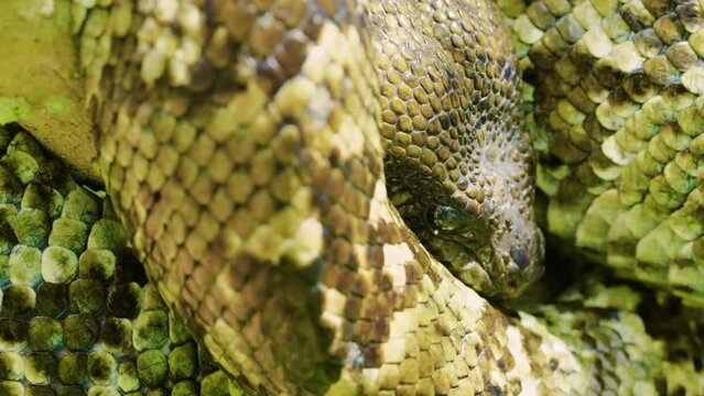 Close up of a Madagascar Tree Boa snake (Sanzinia madagascariensis) in Tropical rainforest of Madagascar island