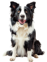 Border Collie isolated on a transparent background