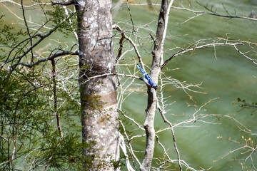 Blue Jay in a tree by Lake Martin, Alabama in March
