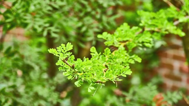 Caragana arborescens, Siberian peashrub, Siberian pea-tree, or caragana, is species of legume native to Siberia and parts of China (Heilongjiang Xinjiang) and neighboring Mongolia and Kazakhstan.