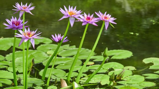 Nymphaea capensis (Cape blue waterlily)