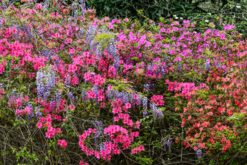 Spring Flowers, End of March, Blooming Flowers, Lake Martin, Alabama - Bee Pollenating Wisteria