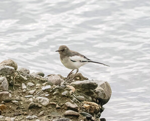 セグロセキレイ　幼鳥