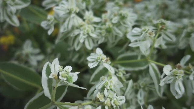 Euphorbia marginata (commonly known as snow-on-the-mountain, smoke-on-the-prairie, variegated spurge, or whitemargined spurge) is small annual in spurge family.
