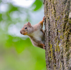 red squirrel on a tree
