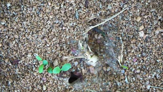 An ant colony is the basic unit around which ants organize their lifecycle. Ant colonies are eusocial, and are very much like those found in other social Hymenoptera.
