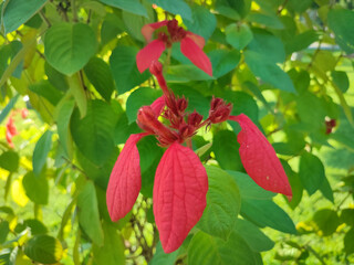 Obraz premium Mussaenda erythrophylla or Red nusa indah flower in a city park