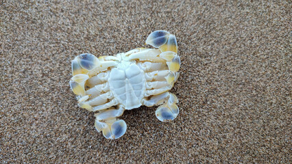 A small sea crab with an upside-down white body, yellow legs, and a pair of folded pincers, on...