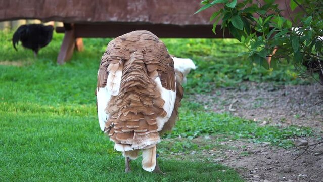 Blue turkeys are very interesting and distinctive breed. They are often also called Aspid. Bird was bred not so long ago and was most often used as a decorative one.