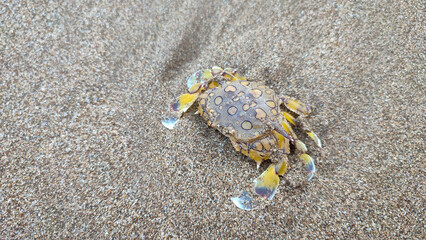 A small sea crab with two spines on the edge of a brown patterned shell, yellow legs, and a pair of...